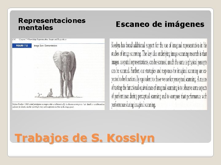 Representaciones mentales Escaneo de imágenes Trabajos de S. Kosslyn 