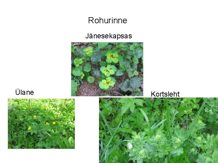 Rohurinne Jänesekapsas Ülane Kortsleht 