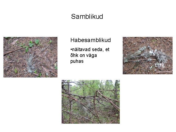 Samblikud Habesamblikud • näitavad seda, et õhk on väga puhas 