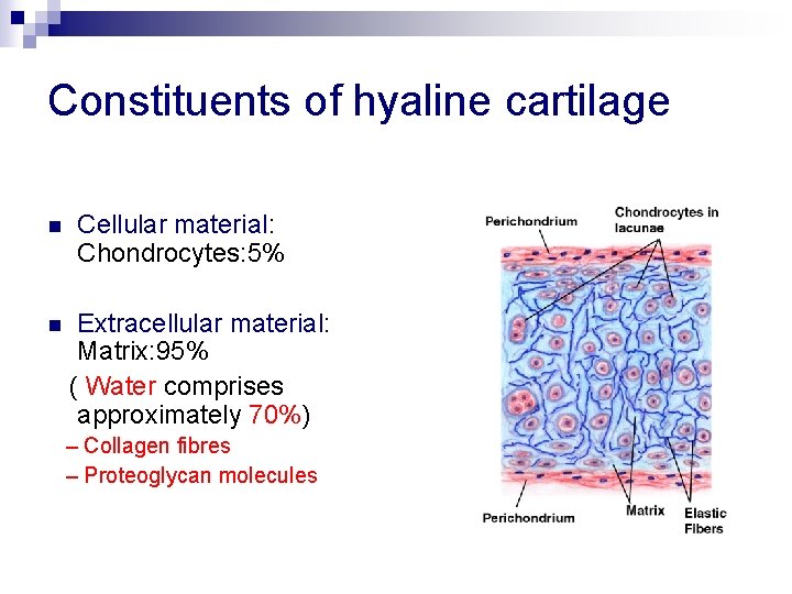 Constituents of hyaline cartilage n n Cellular material: Chondrocytes: 5% Extracellular material: Matrix: 95%