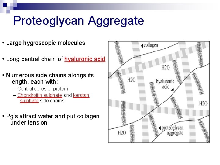 Proteoglycan Aggregate • Large hygroscopic molecules • Long central chain of hyaluronic acid •