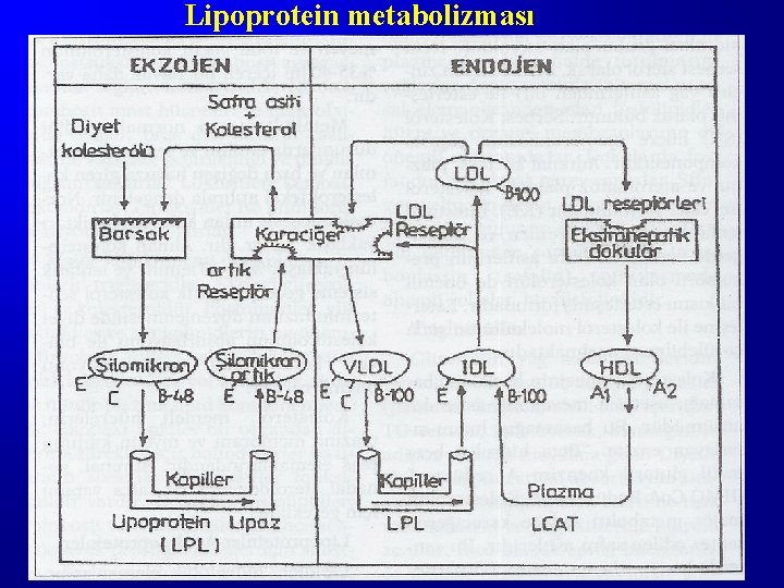 Lipoprotein metabolizması 