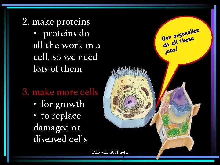 2. make proteins • proteins do all the work in a cell, so we