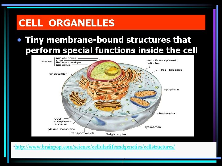 CELL ORGANELLES • Tiny membrane-bound structures that perform special functions inside the cell •