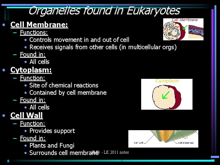 Organelles found in Eukaryotes • Cell Membrane: – Functions: • Controls movement in and