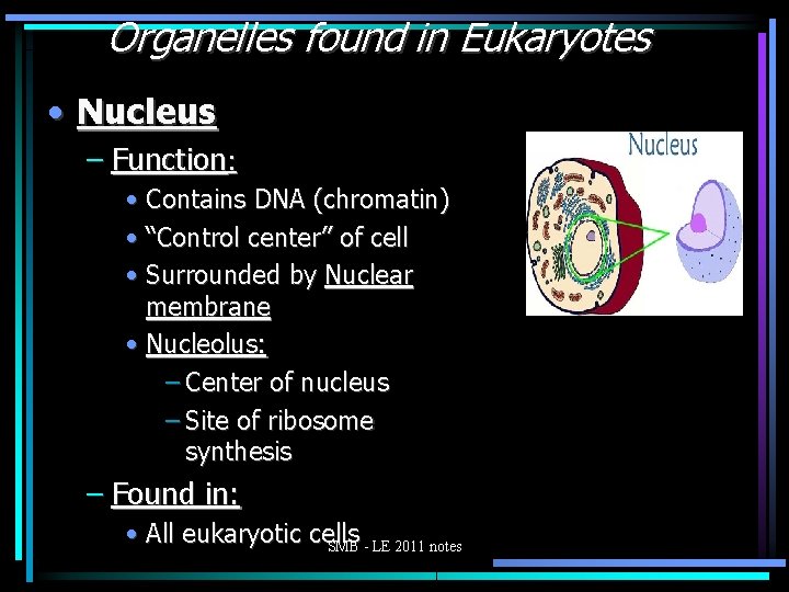 Organelles found in Eukaryotes • Nucleus – Function: • Contains DNA (chromatin) • “Control