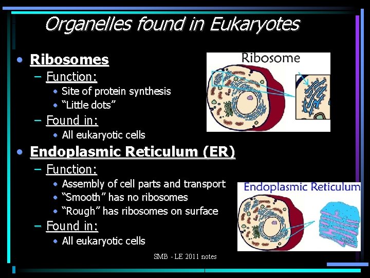 Organelles found in Eukaryotes • Ribosomes – Function: • Site of protein synthesis •