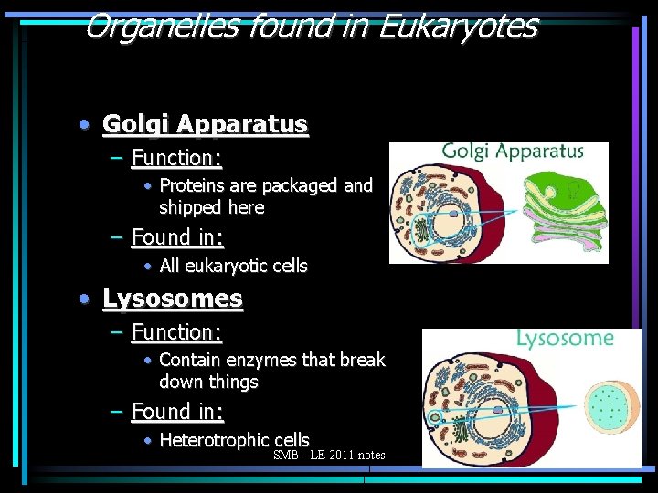 Organelles found in Eukaryotes • Golgi Apparatus – Function: • Proteins are packaged and