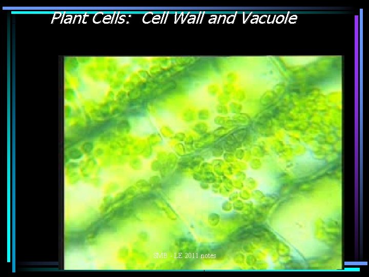 Plant Cells: Cell Wall and Vacuole SMB - LE 2011 notes 