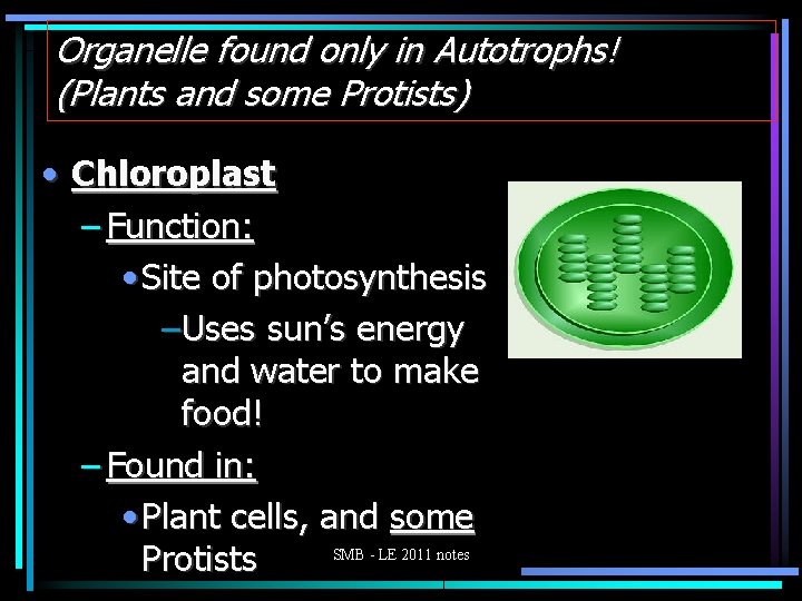 Organelle found only in Autotrophs! (Plants and some Protists) • Chloroplast – Function: •