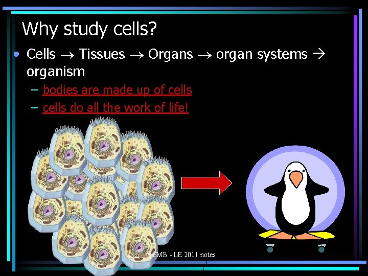Why study cells? • Cells Tissues Organs organ systems organism – bodies are made
