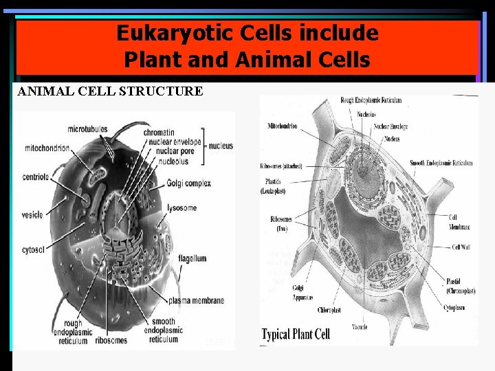 Eukaryotic Cells include Plant and Animal Cells ANIMAL CELL STRUCTURE SMB - LE 2011