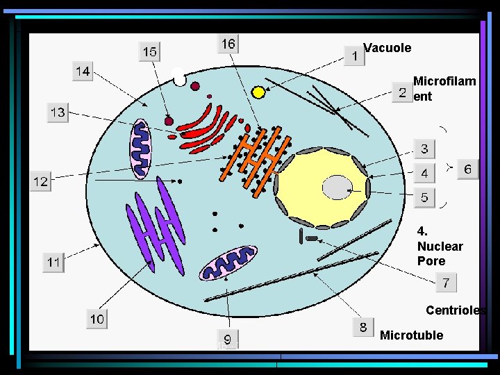 Vacuole Microfilam ent 4. Nuclear Pore Centrioles SMB - LE 2011 notes Microtuble 
