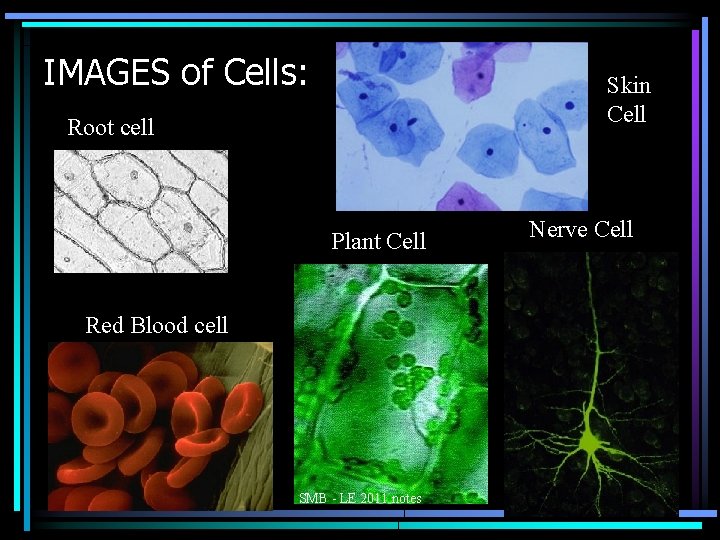 IMAGES of Cells: Skin Cell Root cell Plant Cell Red Blood cell SMB -