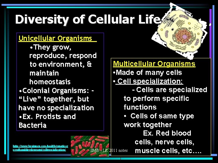 Diversity of Cellular Life Unicellular Organisms • They grow, reproduce, respond to environment, &