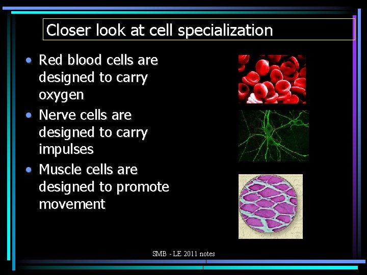 Closer look at cell specialization • Red blood cells are designed to carry oxygen