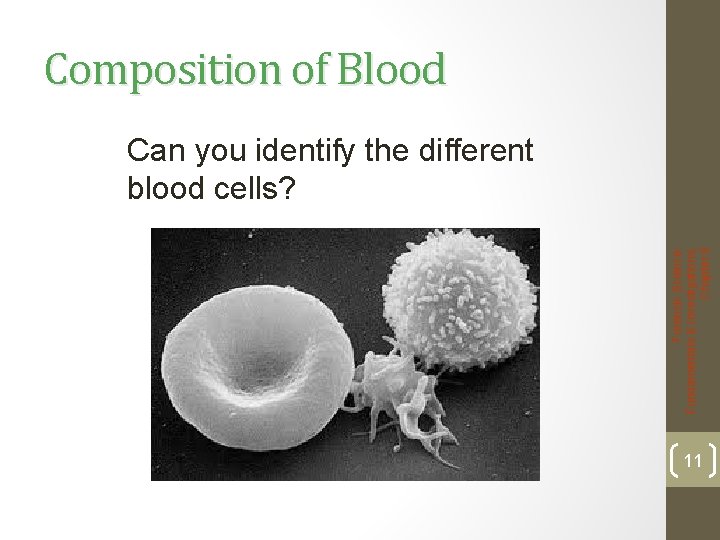 Composition of Blood Forensic Science: Fundamentals & Investigations, Chapter 8 Can you identify the
