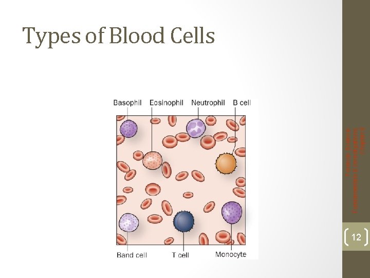 Forensic Science: Fundamentals & Investigations, Chapter 8 Types of Blood Cells 12 