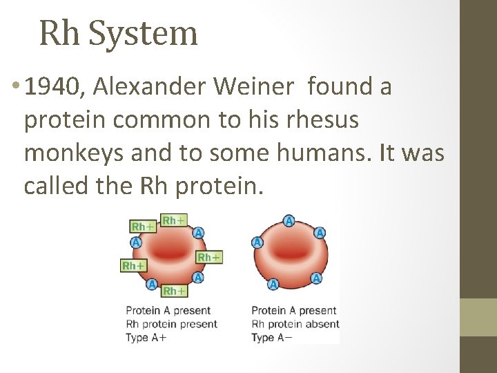 Rh System • 1940, Alexander Weiner found a protein common to his rhesus monkeys
