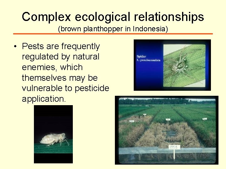 Complex ecological relationships (brown planthopper in Indonesia) • Pests are frequently regulated by natural