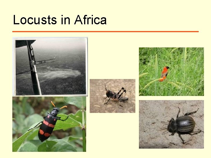 Locusts in Africa 