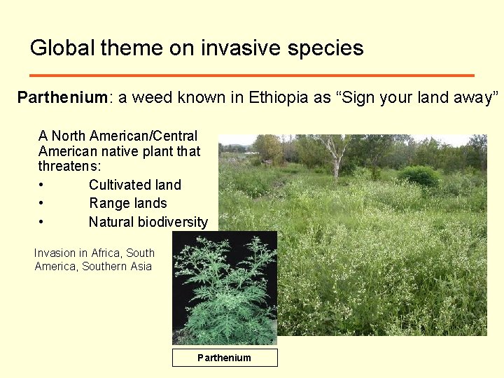 Global theme on invasive species Parthenium: a weed known in Ethiopia as “Sign your