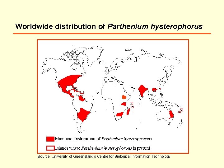 Worldwide distribution of Parthenium hysterophorus Source: University of Queensland’s Centre for Biological Information Technology