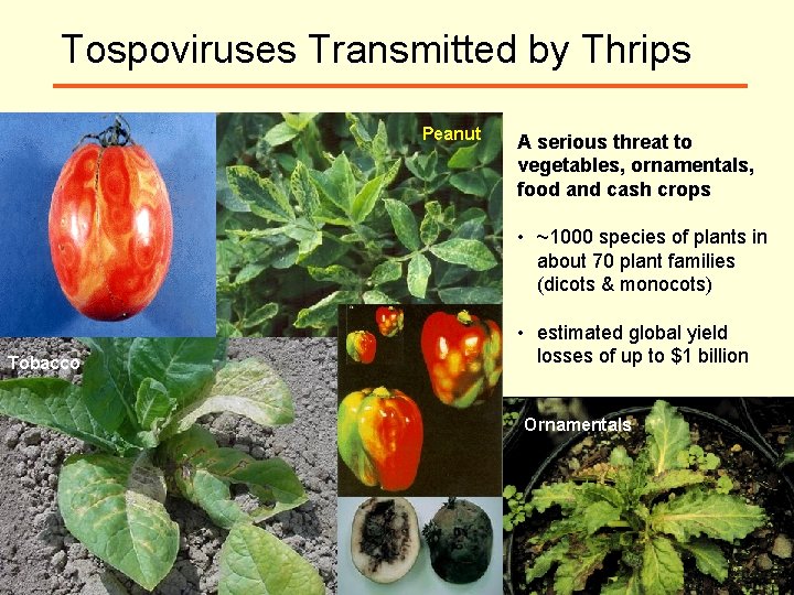 Tospoviruses Transmitted by Thrips Tomato Peanut A serious threat to vegetables, ornamentals, food and
