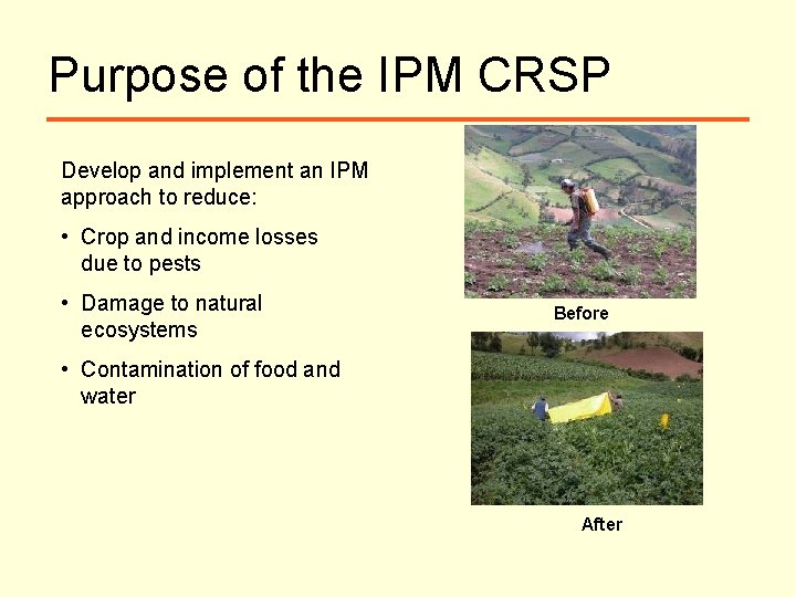 Purpose of the IPM CRSP Develop and implement an IPM approach to reduce: •