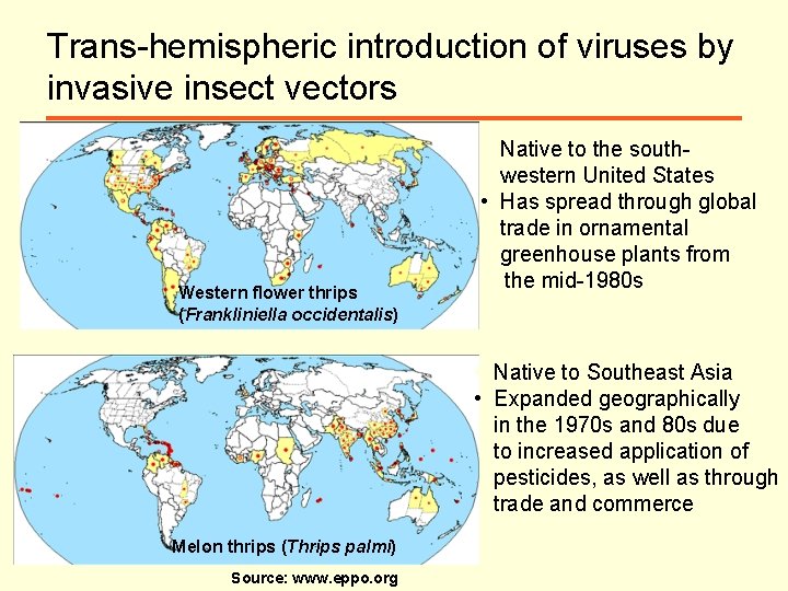 Trans-hemispheric introduction of viruses by invasive insect vectors Western flower thrips (Frankliniella occidentalis) •