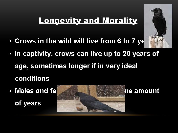 Longevity and Morality • Crows in the wild will live from 6 to 7