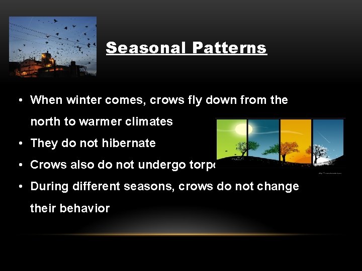 Seasonal Patterns • When winter comes, crows fly down from the north to warmer