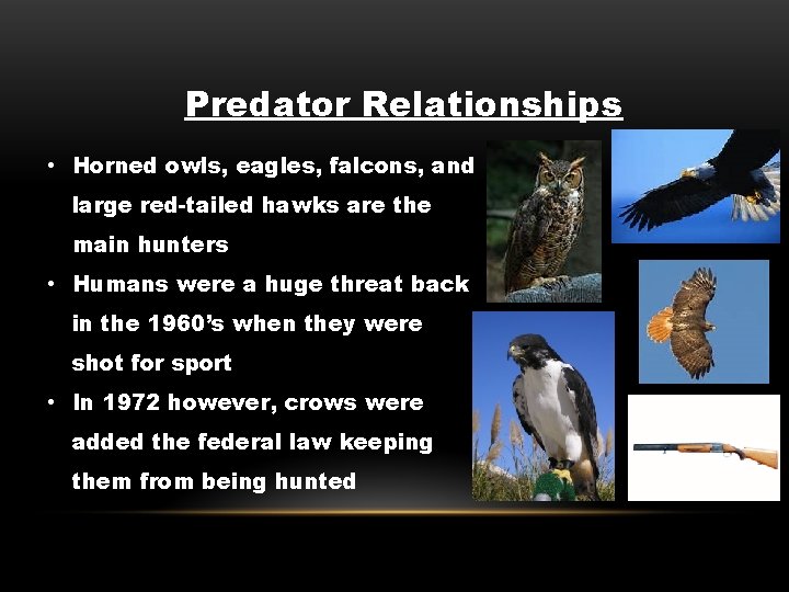 Predator Relationships • Horned owls, eagles, falcons, and large red-tailed hawks are the main