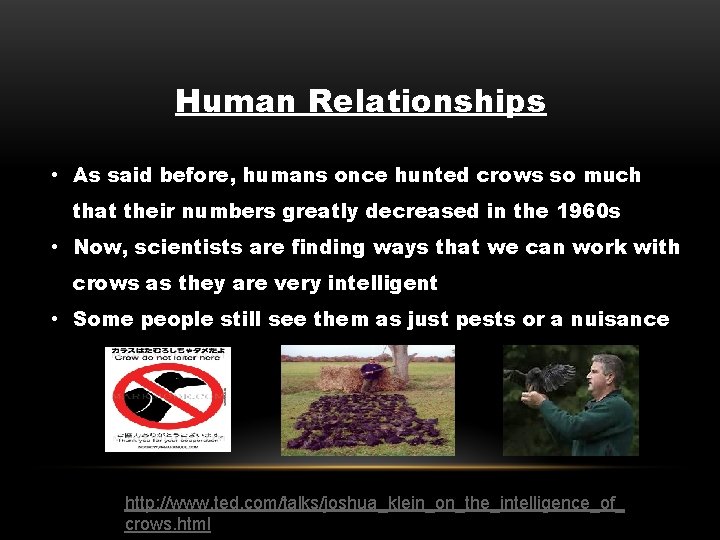Human Relationships • As said before, humans once hunted crows so much that their