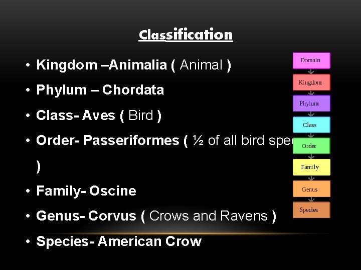 Classification • Kingdom –Animalia ( Animal ) • Phylum – Chordata • Class- Aves