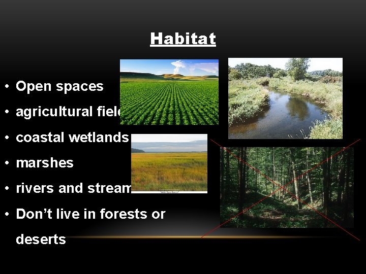 Habitat • Open spaces • agricultural fields • coastal wetlands • marshes • rivers