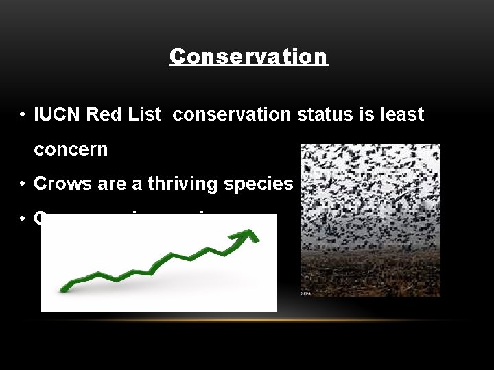 Conservation • IUCN Red List conservation status is least concern • Crows are a