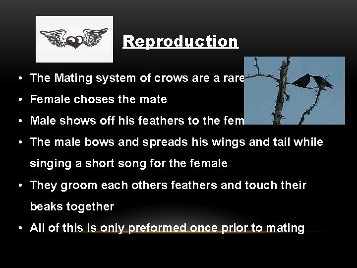 Reproduction • The Mating system of crows are a rare sight • Female choses