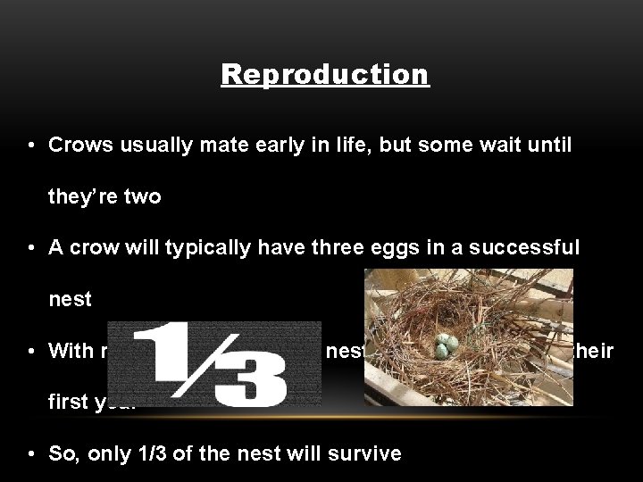 Reproduction • Crows usually mate early in life, but some wait until they’re two