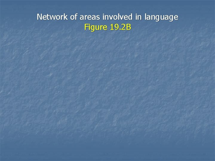 Network of areas involved in language Figure 19. 2 B 