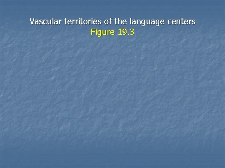 Vascular territories of the language centers Figure 19. 3 