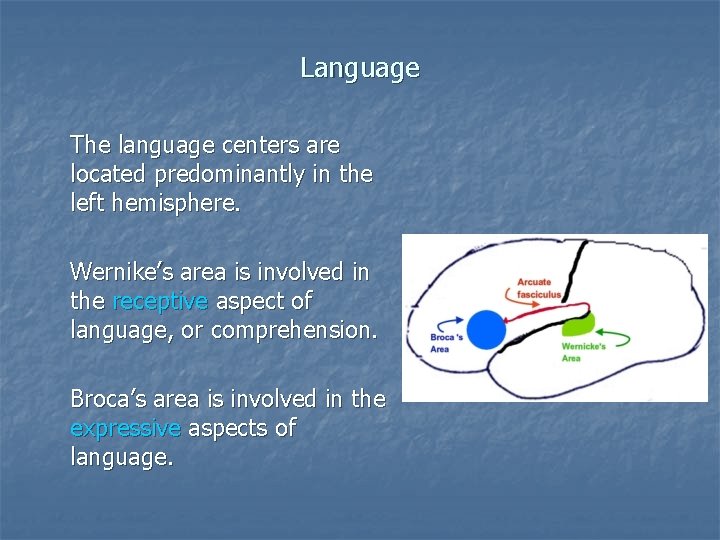 Language The language centers are located predominantly in the left hemisphere. Wernike’s area is