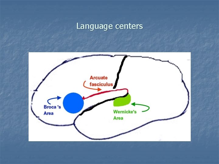 Language centers 