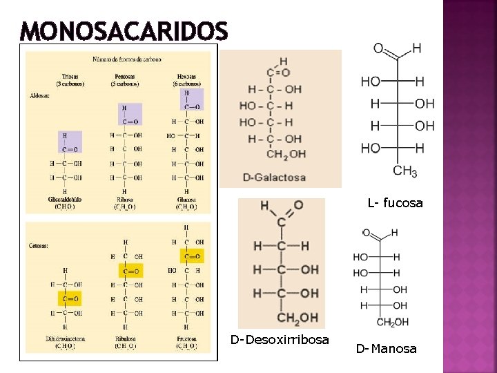 MONOSACARIDOS L- fucosa D-Desoxirribosa D-Manosa 