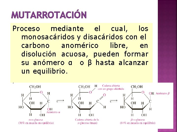 MUTARROTACIÓN Proceso mediante el cual, los monosacáridos y disacáridos con el carbono anomérico libre,