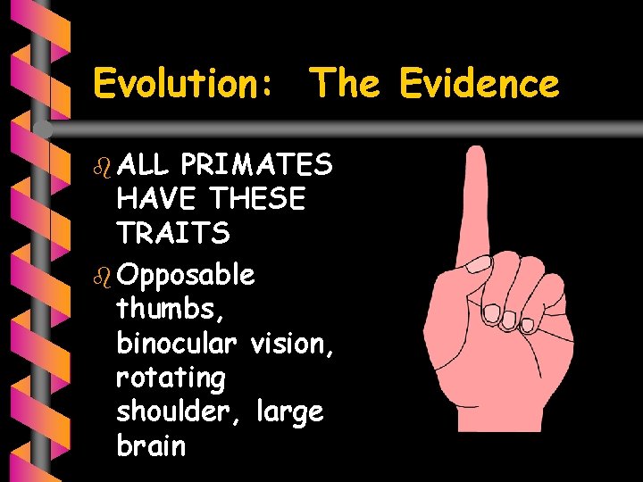 Evolution: The Evidence b ALL PRIMATES HAVE THESE TRAITS b Opposable thumbs, binocular vision,