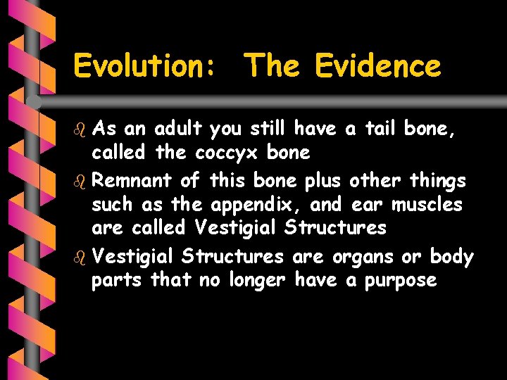 Evolution: The Evidence b As an adult you still have a tail bone, called