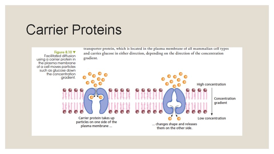 Carrier Proteins 