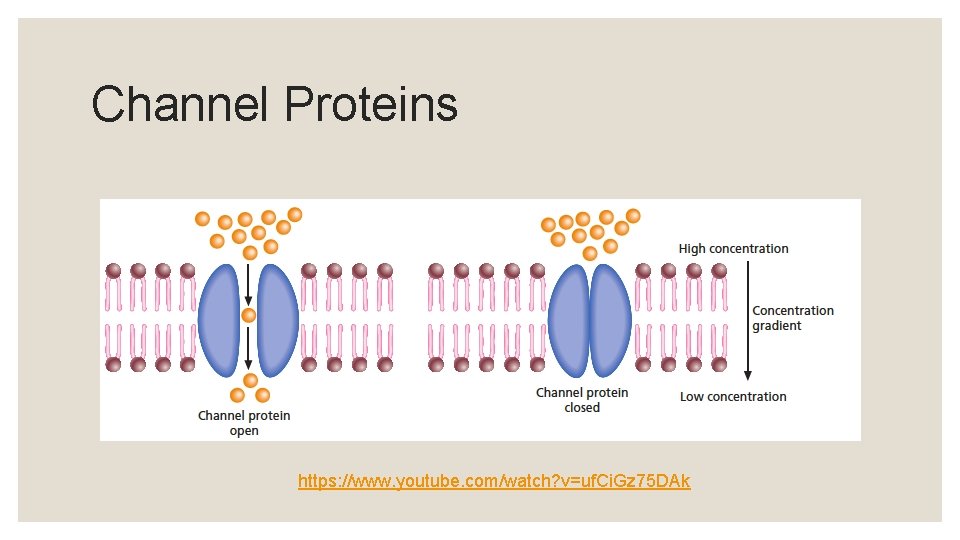 Channel Proteins https: //www. youtube. com/watch? v=uf. Ci. Gz 75 DAk 