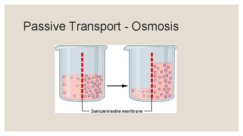 Passive Transport - Osmosis 
